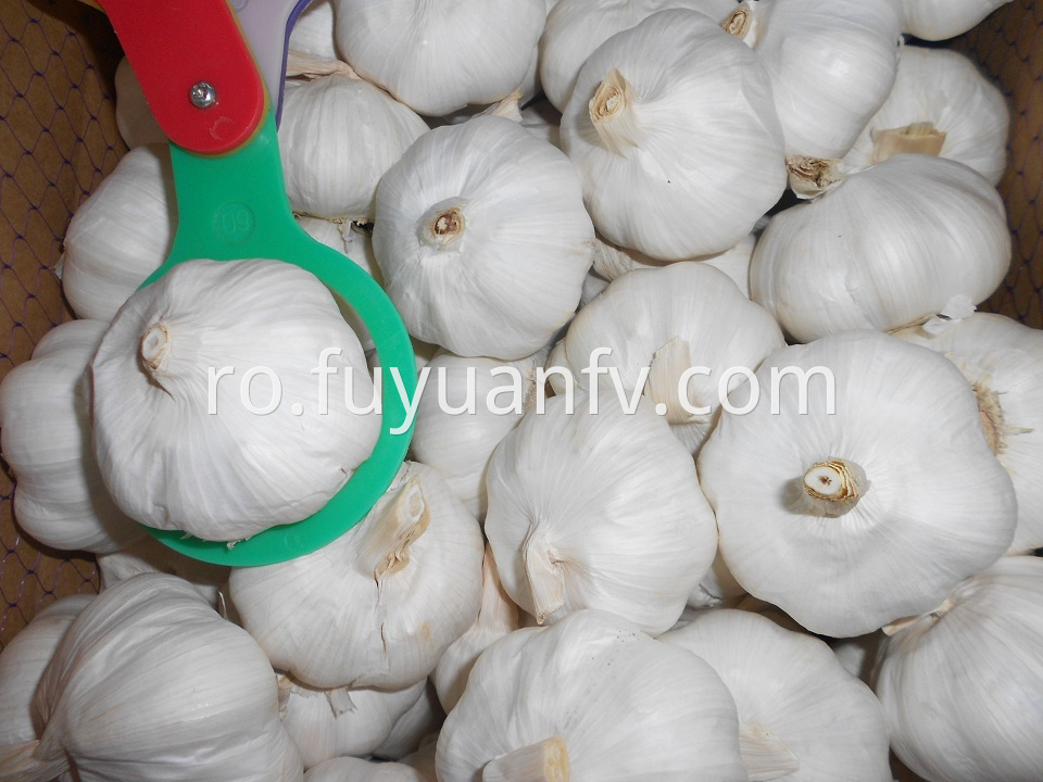 pure white garlic